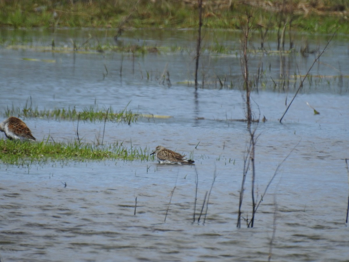 White-rumped Sandpiper - ML159315431