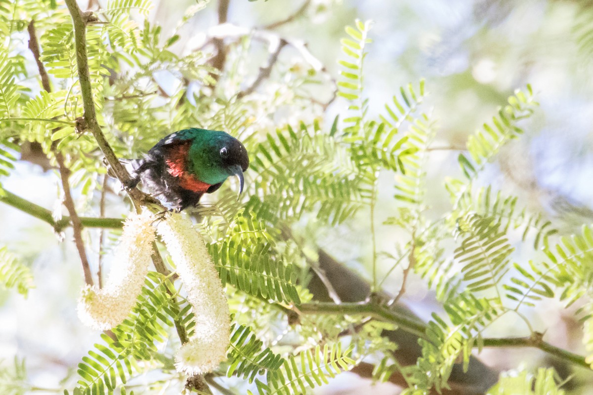 Shining Sunbird - Peter  Steward