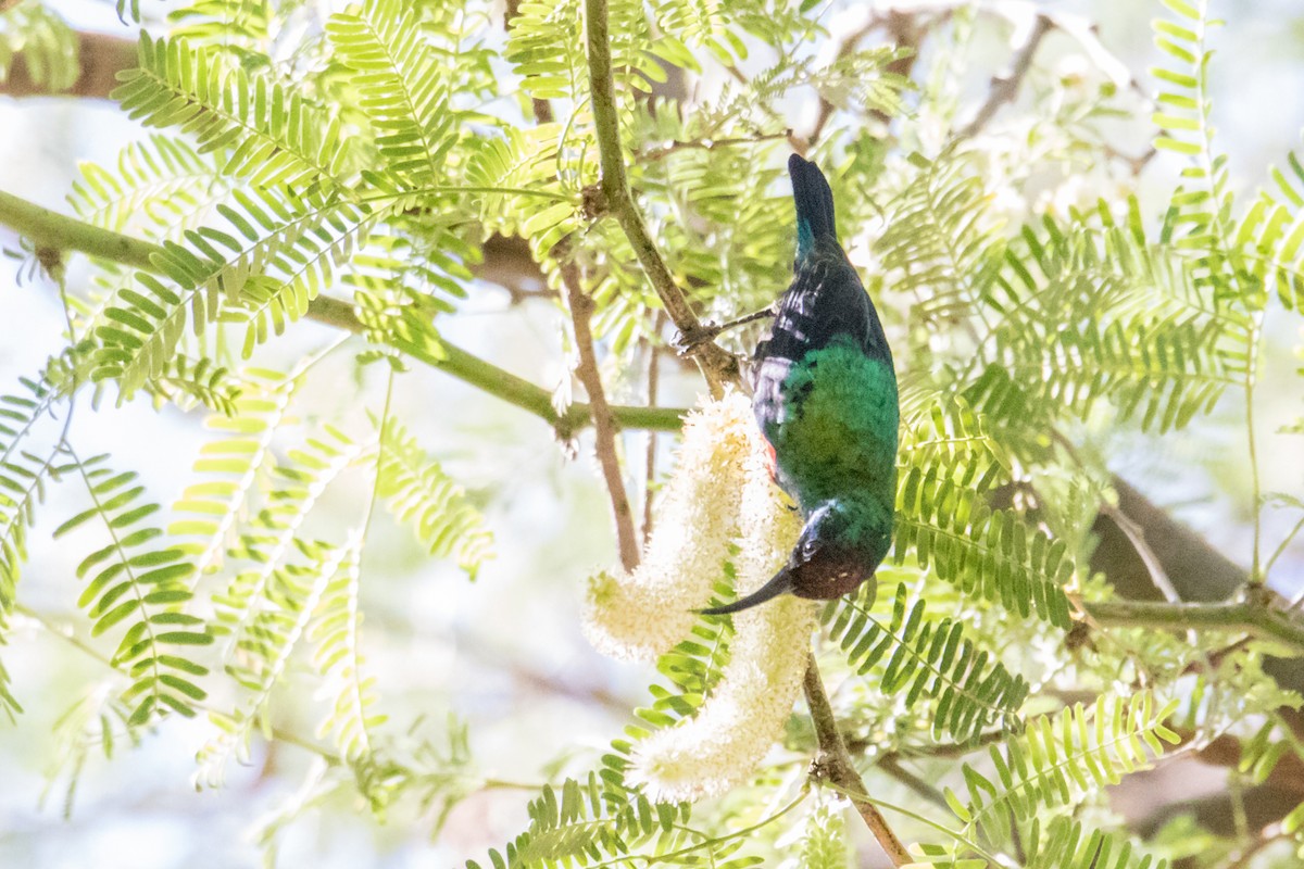 Shining Sunbird - Peter  Steward