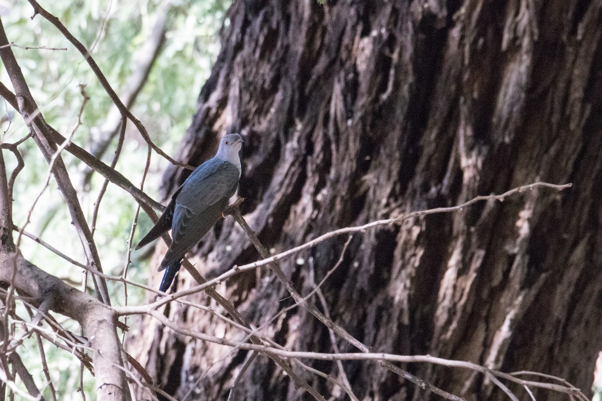 Common Cuckoo - ML159316031