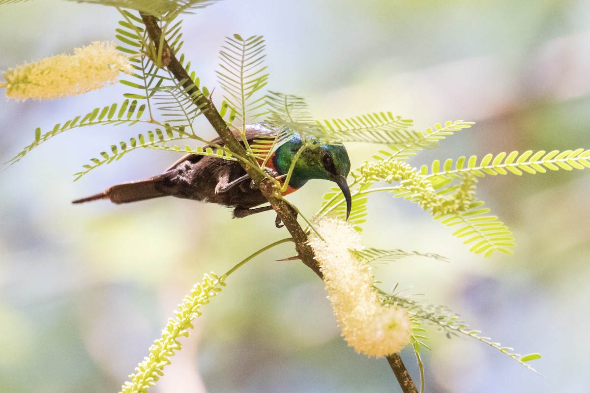 Black-bellied Sunbird - Peter  Steward