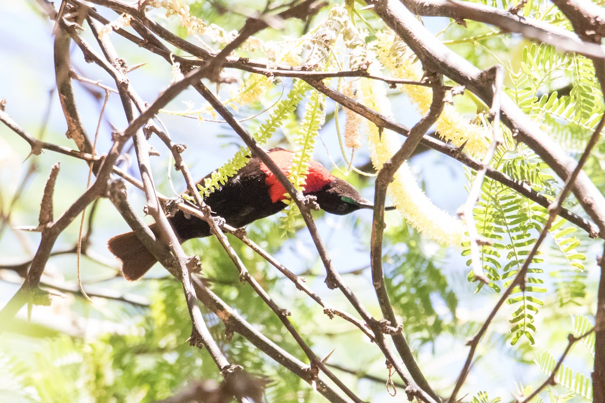 Hunter's Sunbird - Peter  Steward