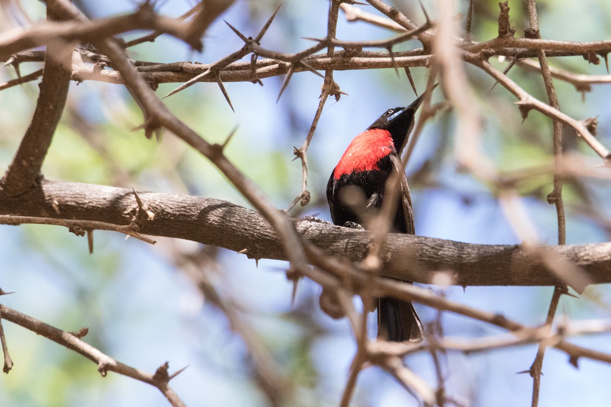 Hunter's Sunbird - Peter  Steward