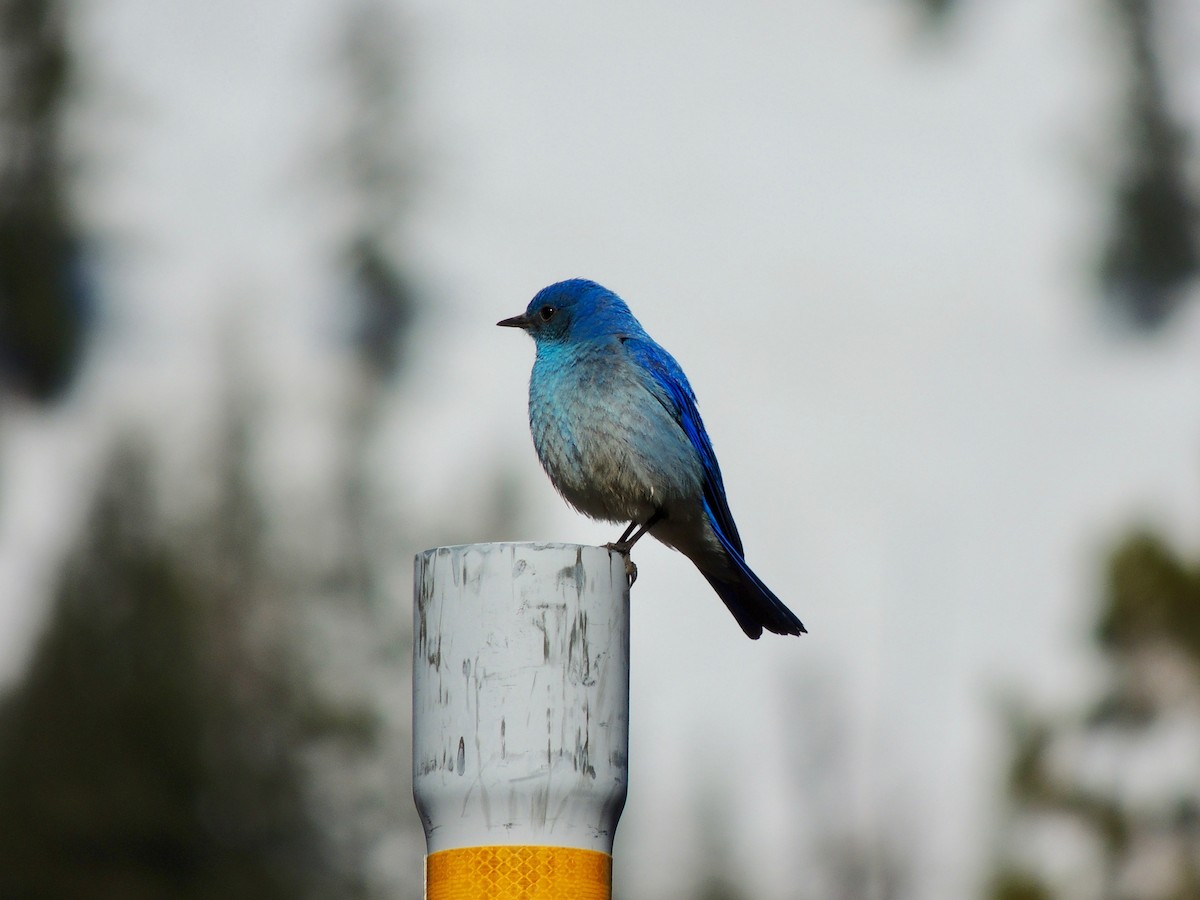 Mountain Bluebird - ML159318411