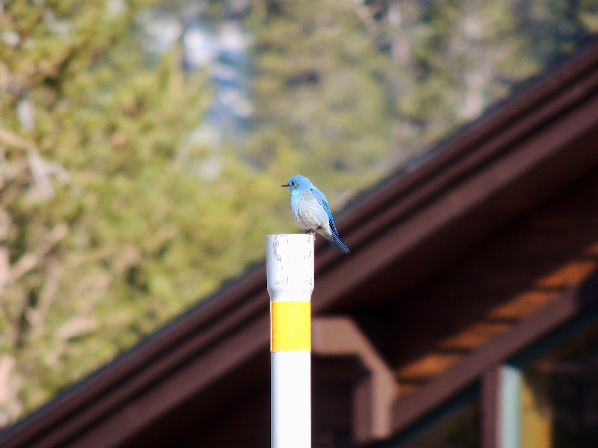 Mountain Bluebird - Juli Chamberlin