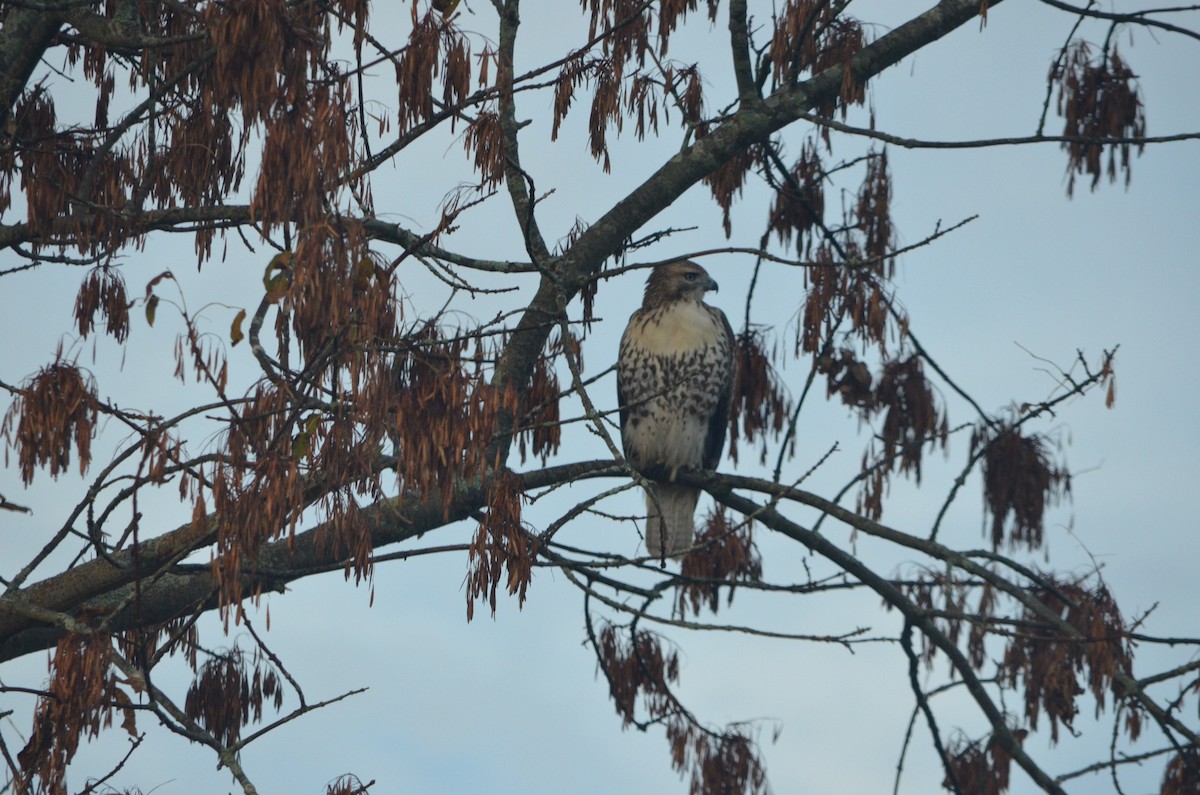 Red-tailed Hawk - ML159318491