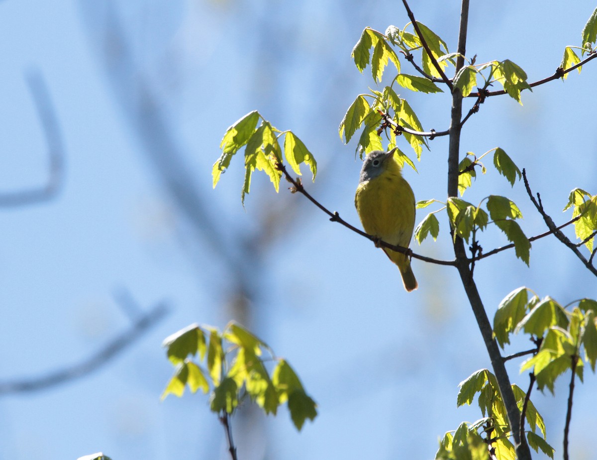 lesňáček rezavokorunkatý - ML159318971