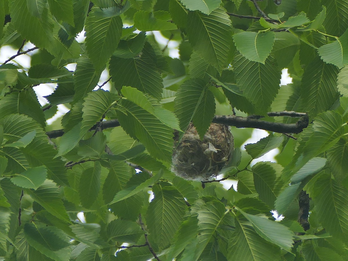 Eastern Warbling Vireo - ML159320901