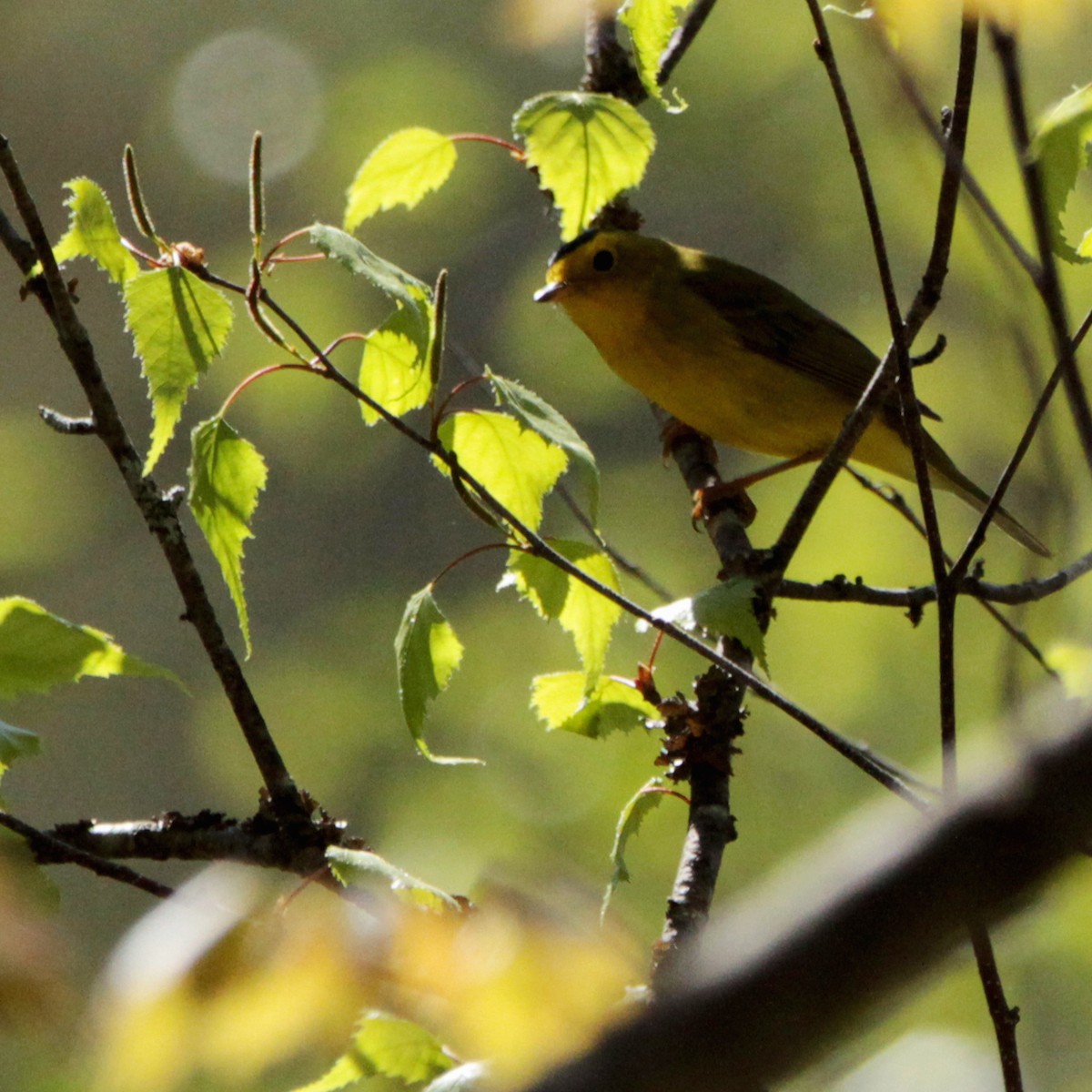 lesňáček čepičatý - ML159321441