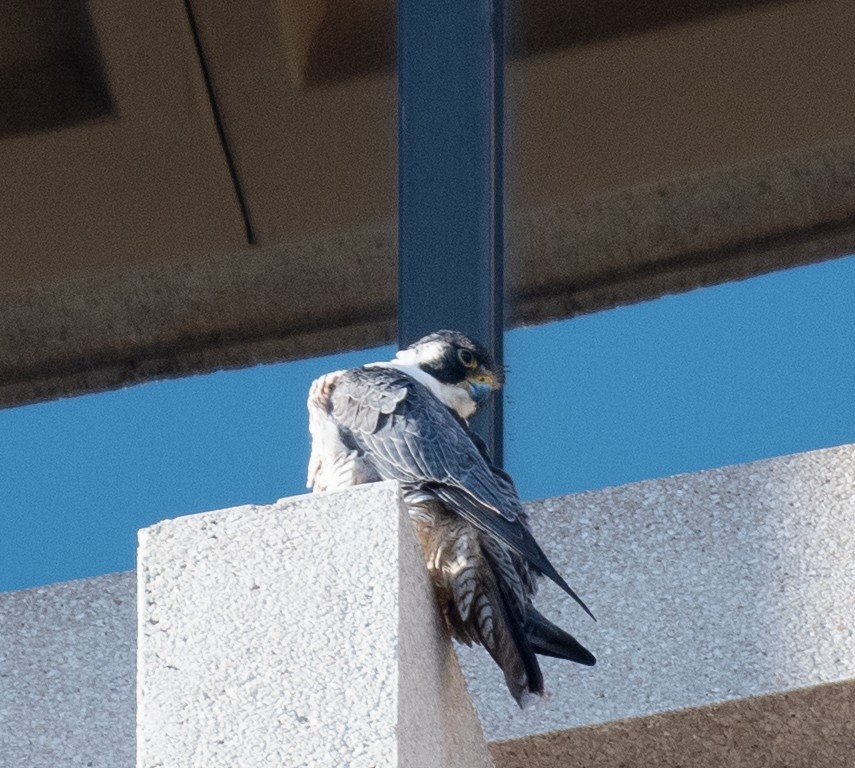 Peregrine Falcon - ML159321951