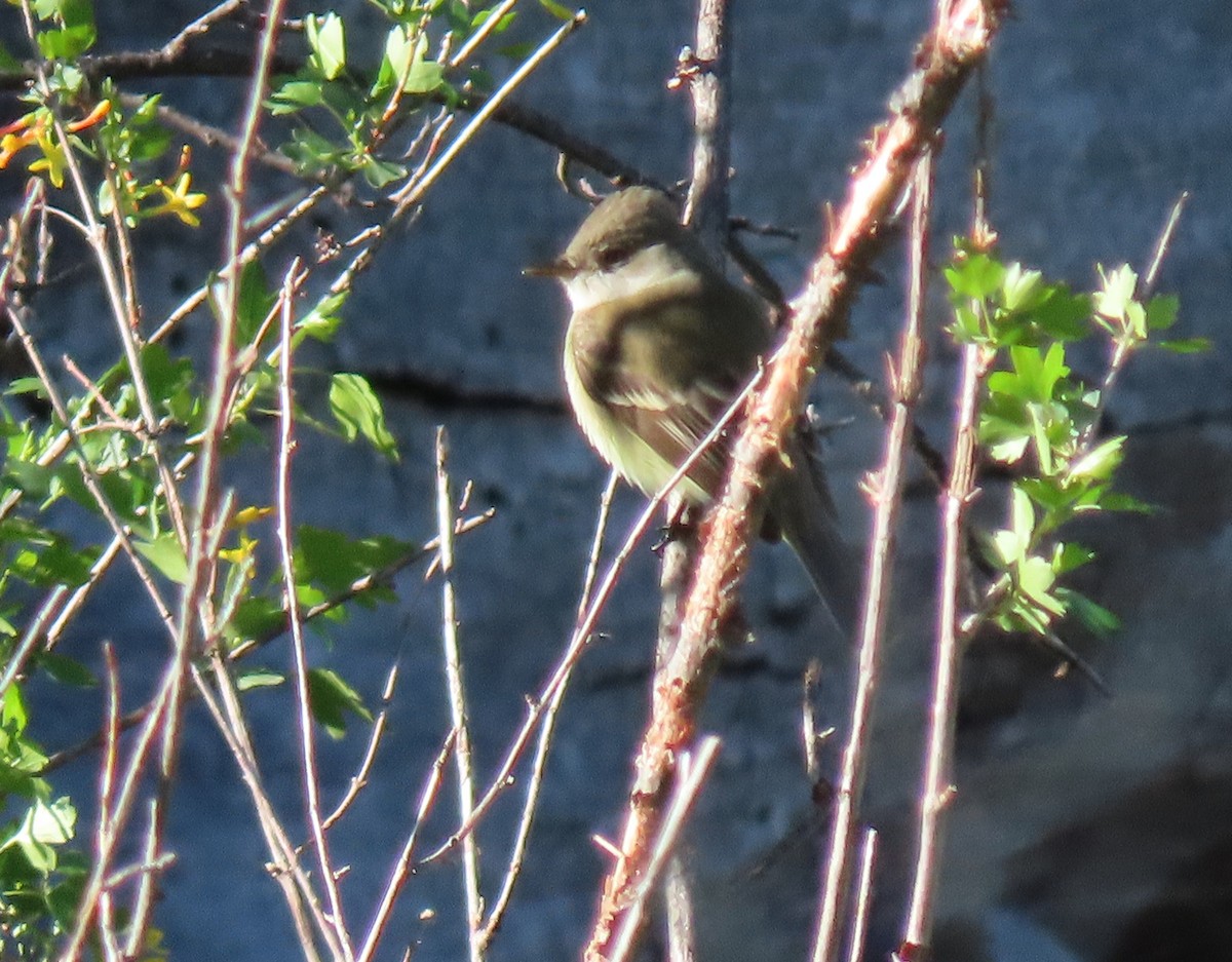 Willow Flycatcher - ML159322051