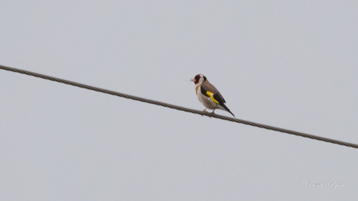 European Goldfinch - ML159322091