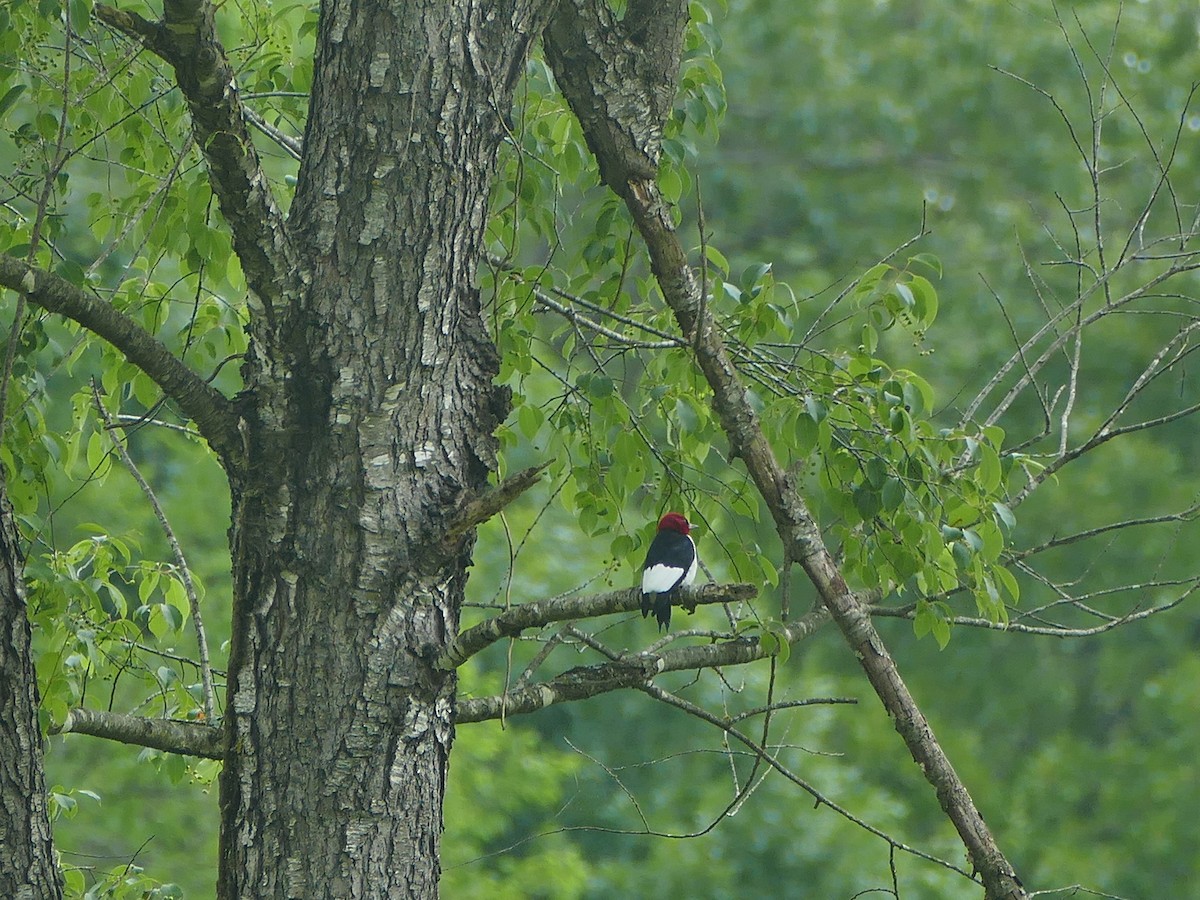 Red-headed Woodpecker - ML159322311