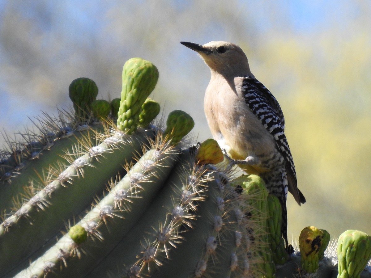 Gila Woodpecker - Jerry Bombardier