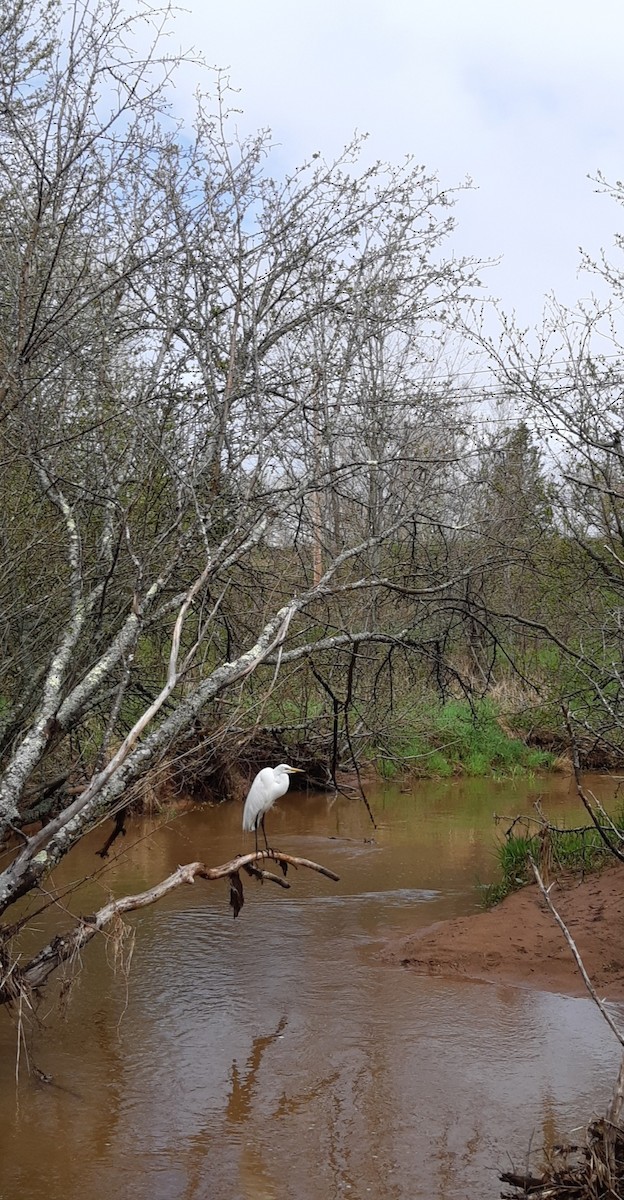 Great Egret - ML159322701