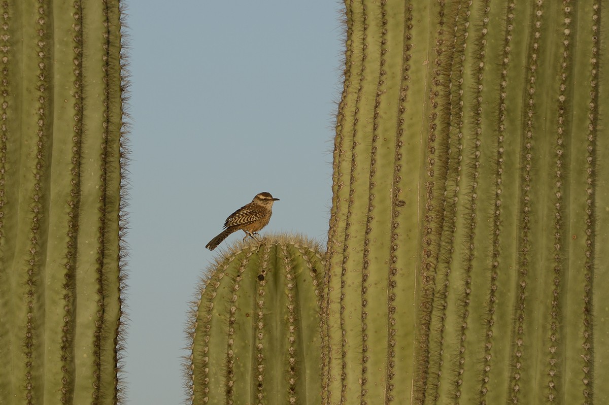 Cactus Wren - ML159322711