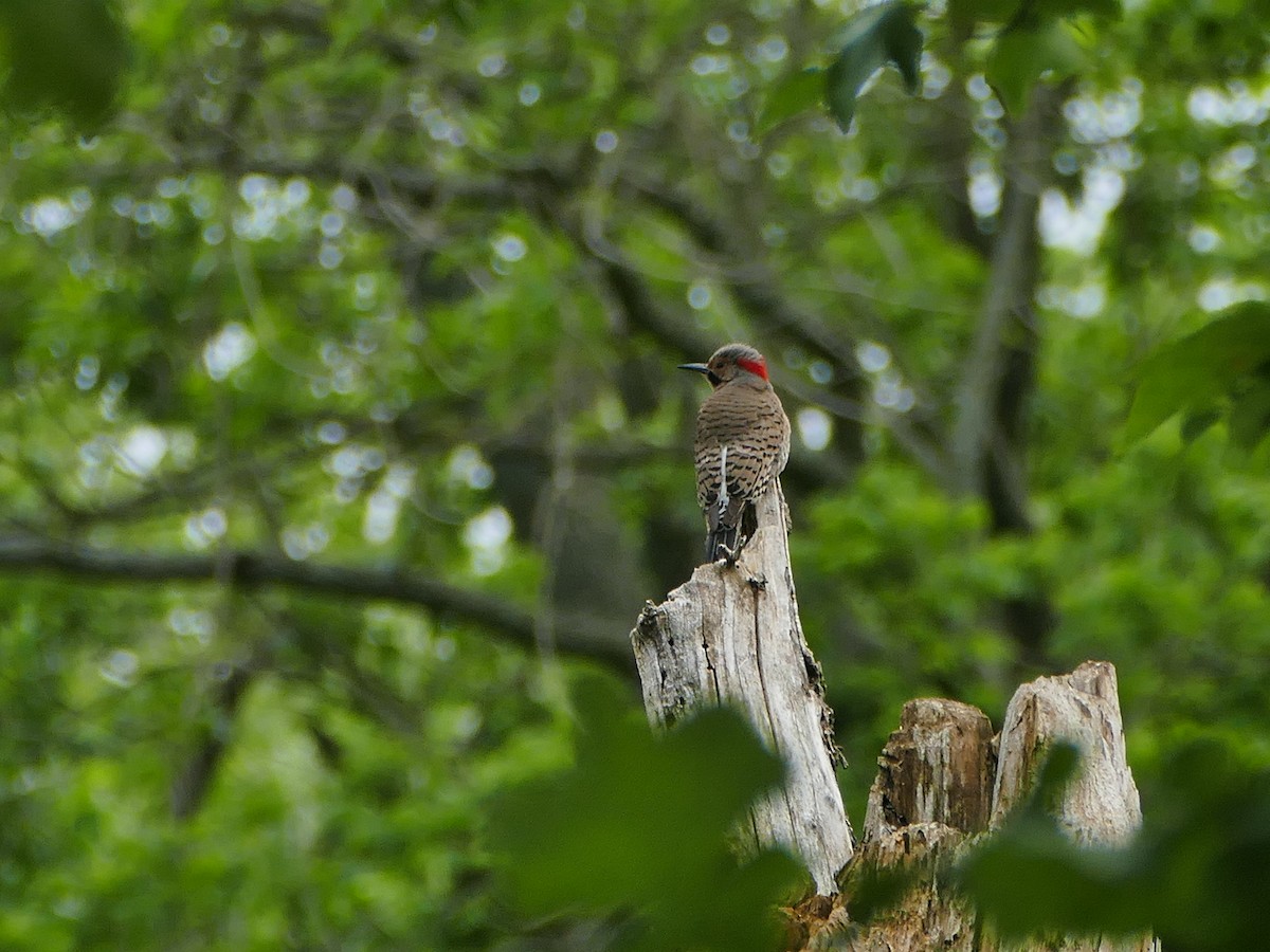 Northern Flicker - ML159322831