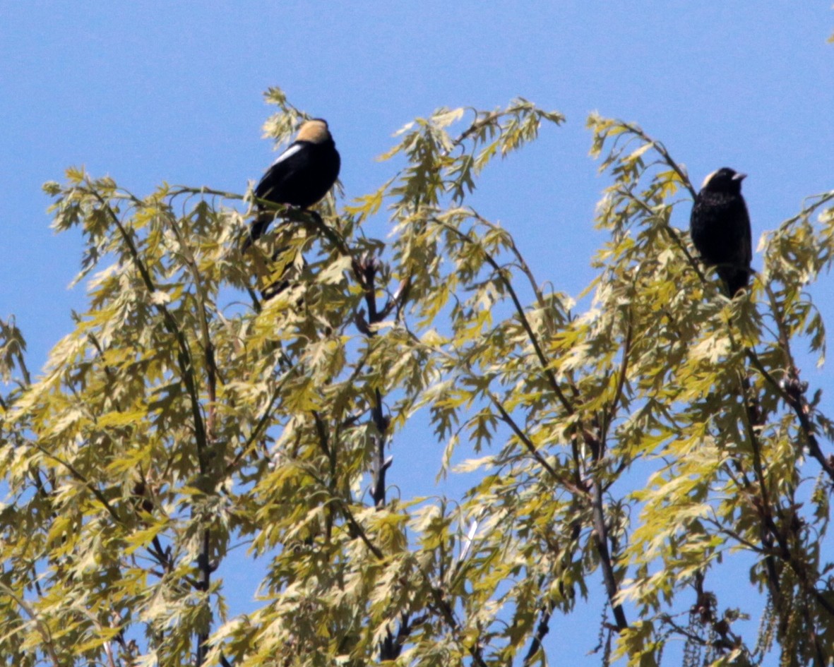 bobolink americký - ML159324051