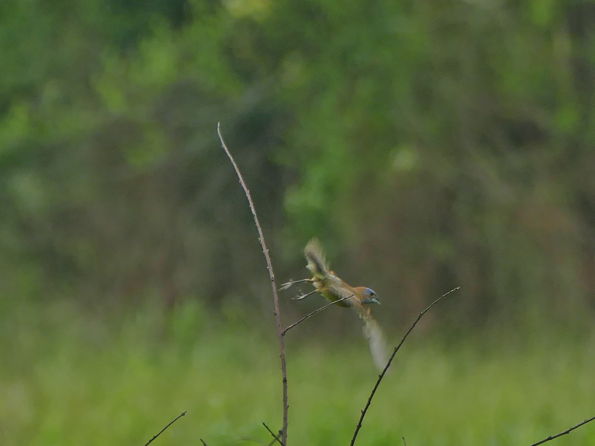 Blue Grosbeak - ML159324071