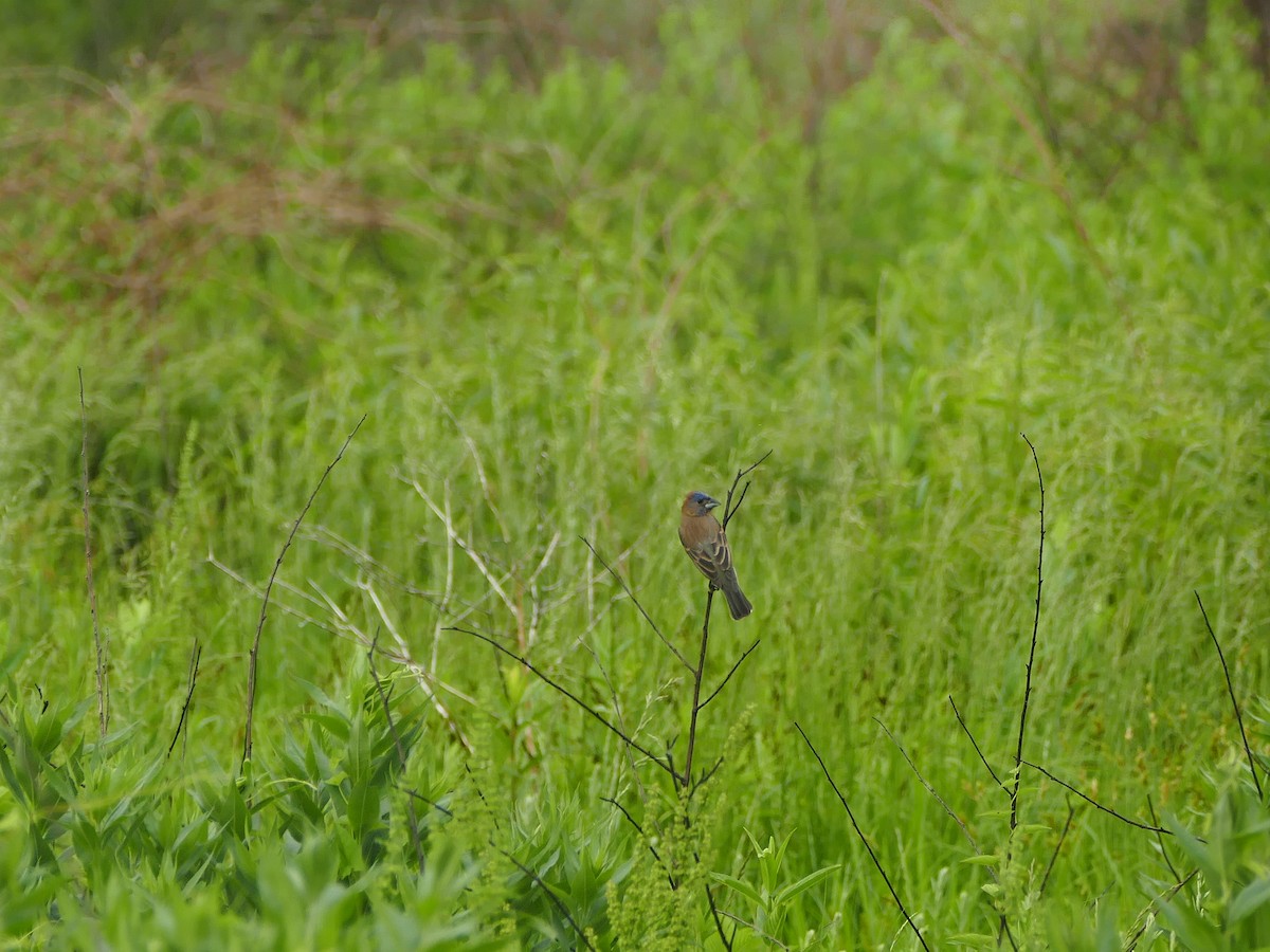 Blue Grosbeak - ML159324121