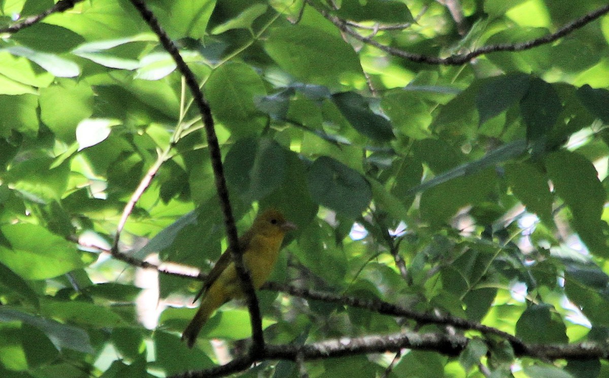 sommerpiranga - ML159324511