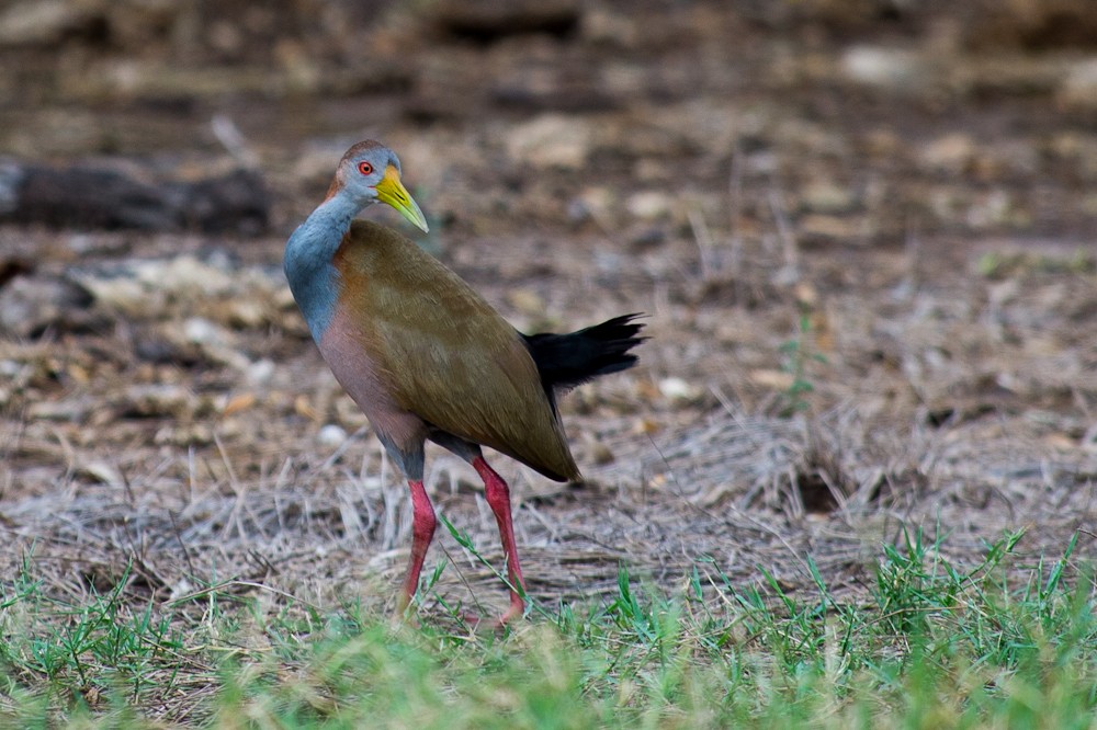 Giant Wood-Rail - ML159325291