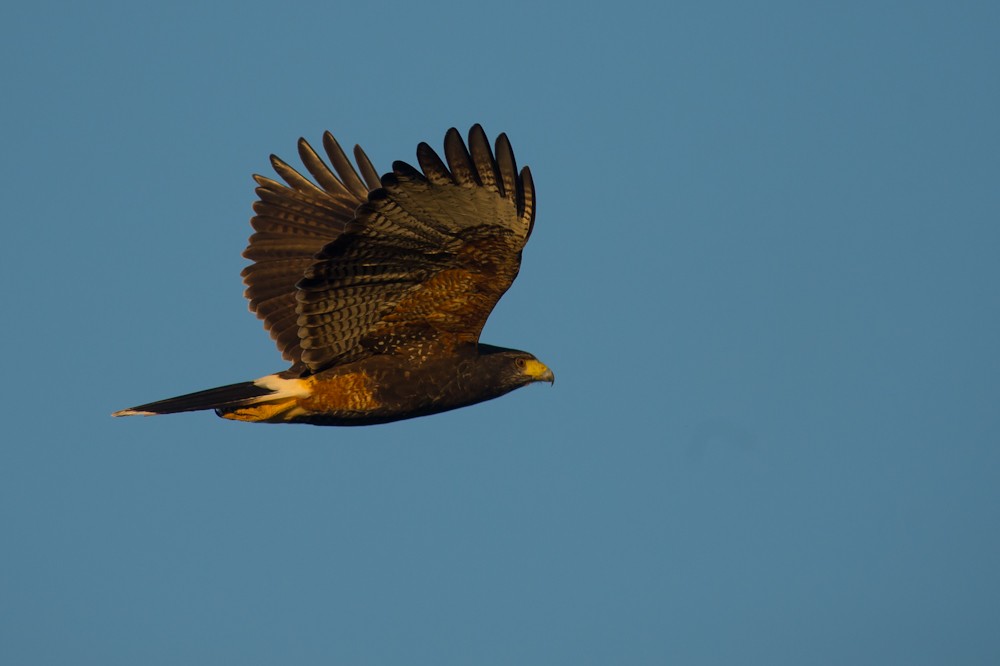 Harris's Hawk - ML159325641