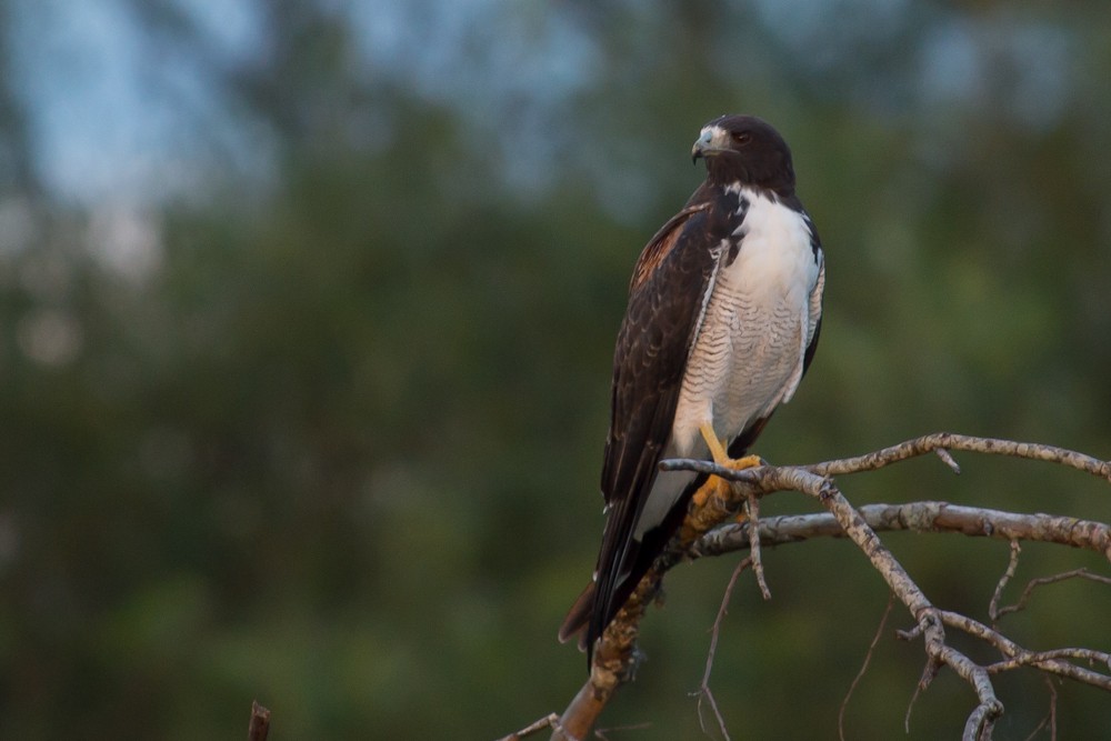 Weißschwanzbussard - ML159325801