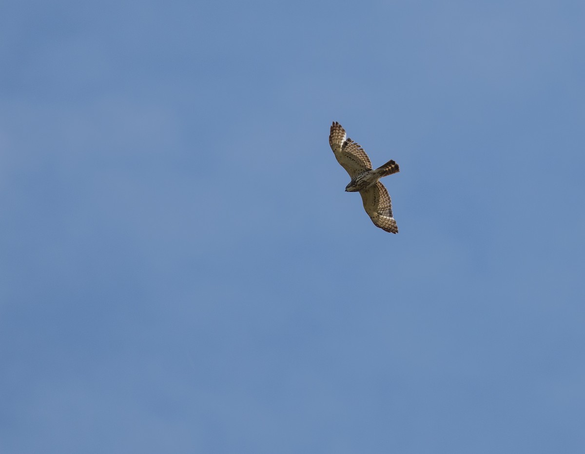 Red-shouldered Hawk (lineatus Group) - ML159326591