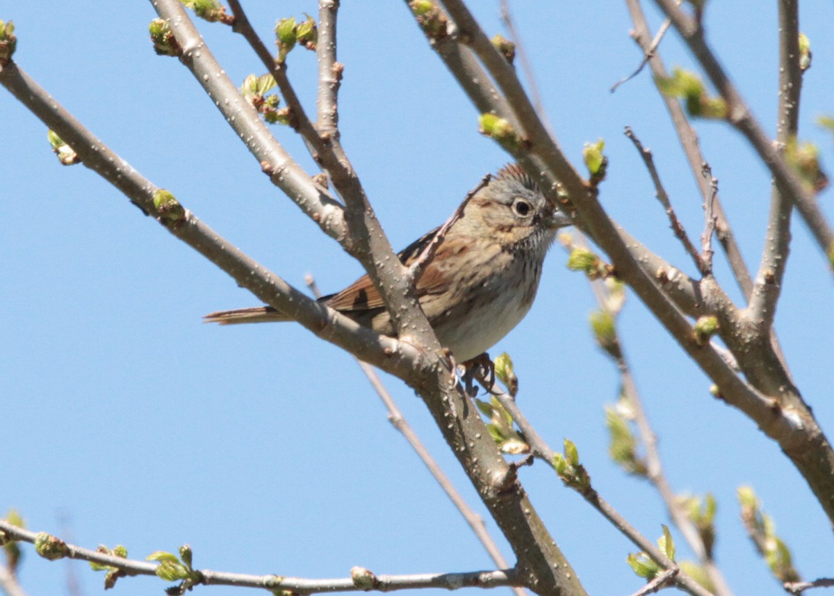 strnadec pruhohlavý - ML159326881