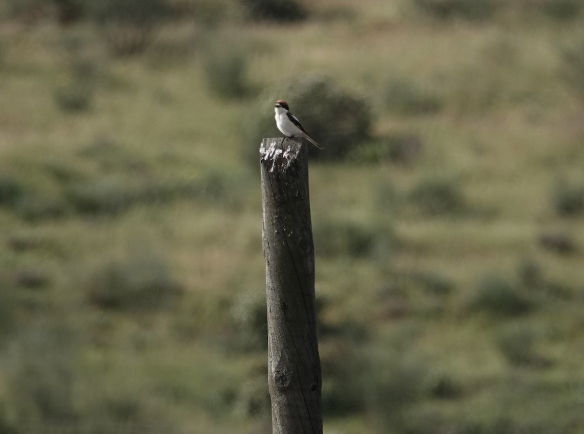 Woodchat Shrike - ML159327351