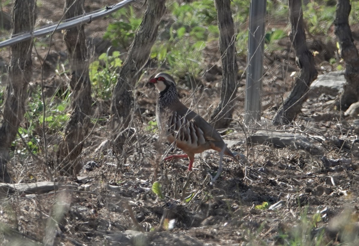 Red-legged Partridge - ML159327471