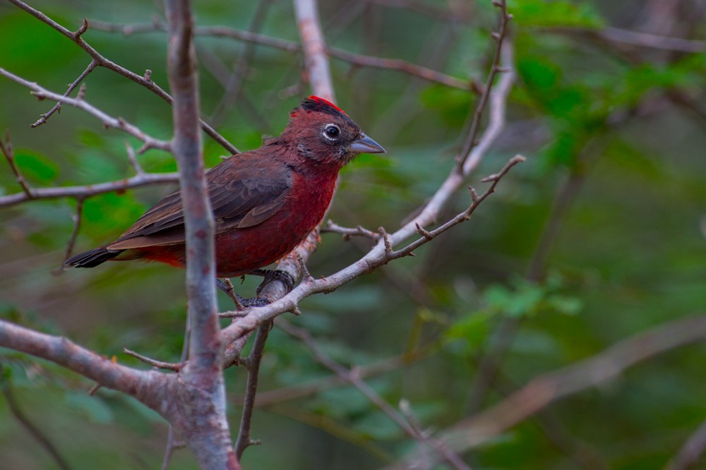 Red-crested Finch - ML159327861