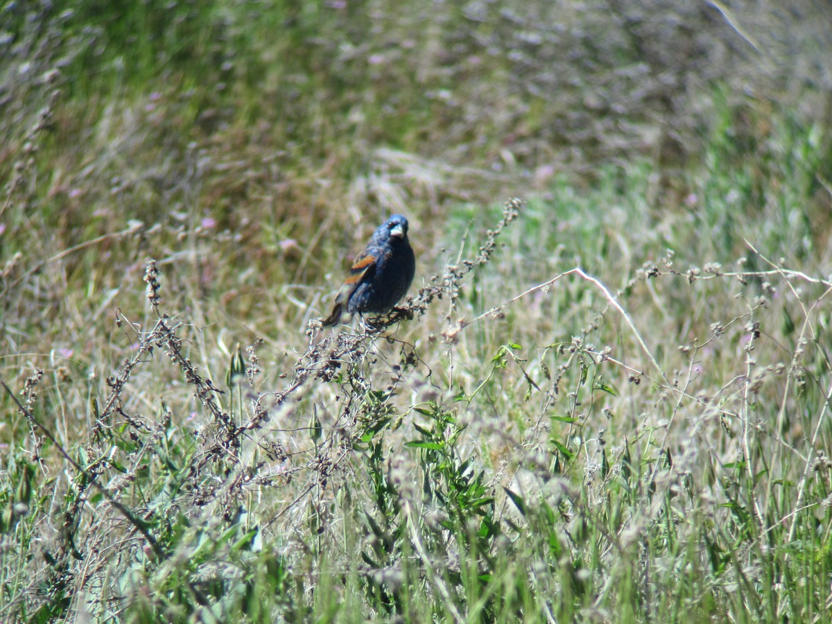 Blue Grosbeak - ML159328371