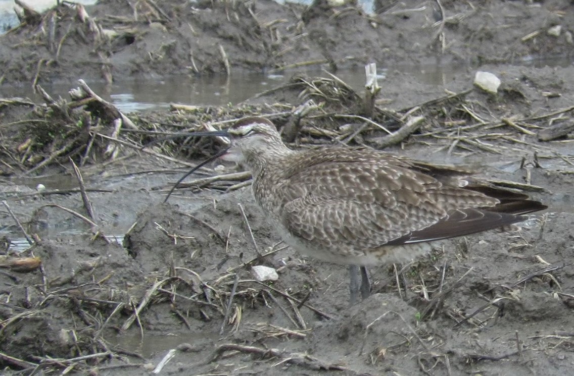 Whimbrel - Tom Nagel