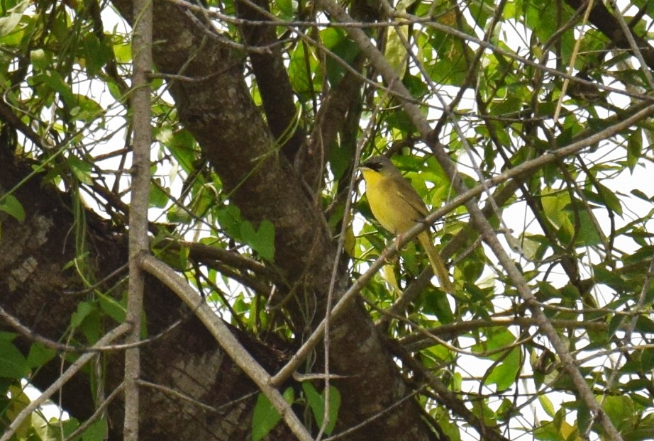 Gray-crowned Yellowthroat - ML159332901