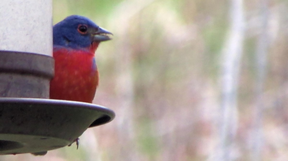 Painted Bunting - ML159333031