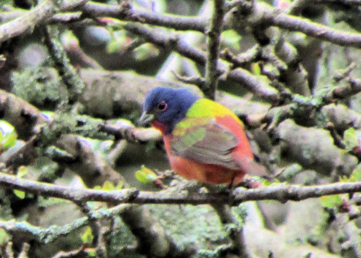 Painted Bunting - ML159333051