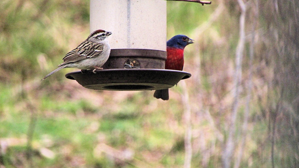 Painted Bunting - ML159333081