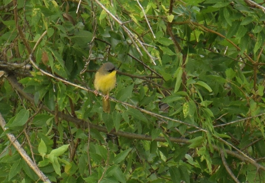 Gray-crowned Yellowthroat - ML159333101
