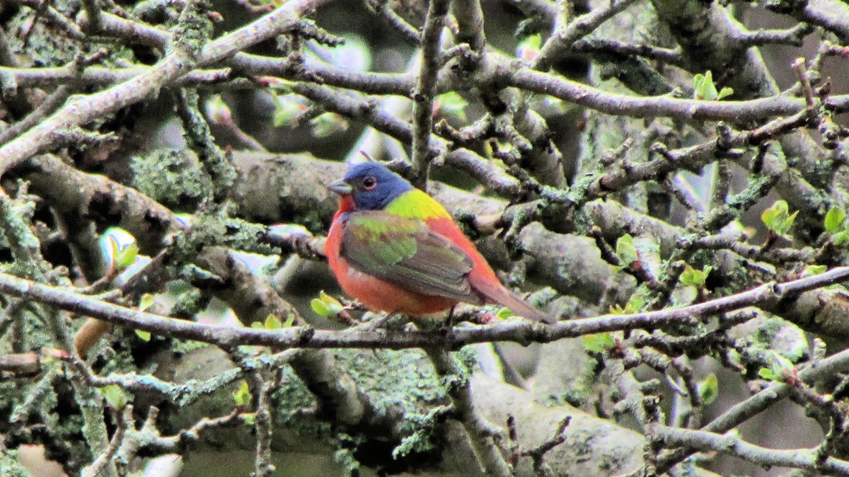 Painted Bunting - ML159333111