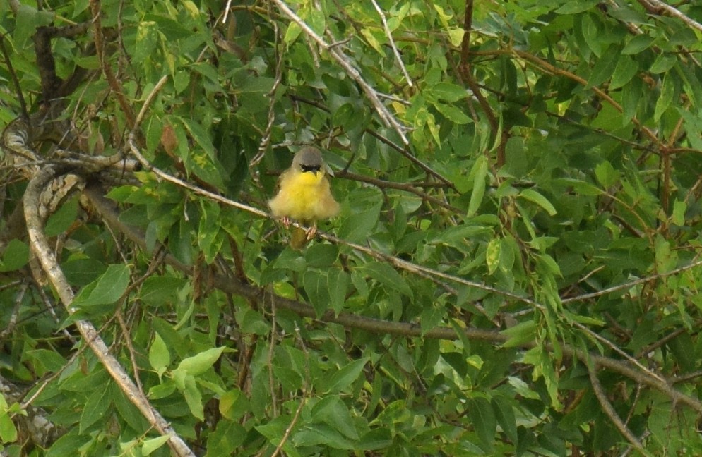 Gray-crowned Yellowthroat - ML159333121