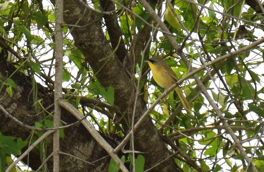 Gray-crowned Yellowthroat - ML159333141