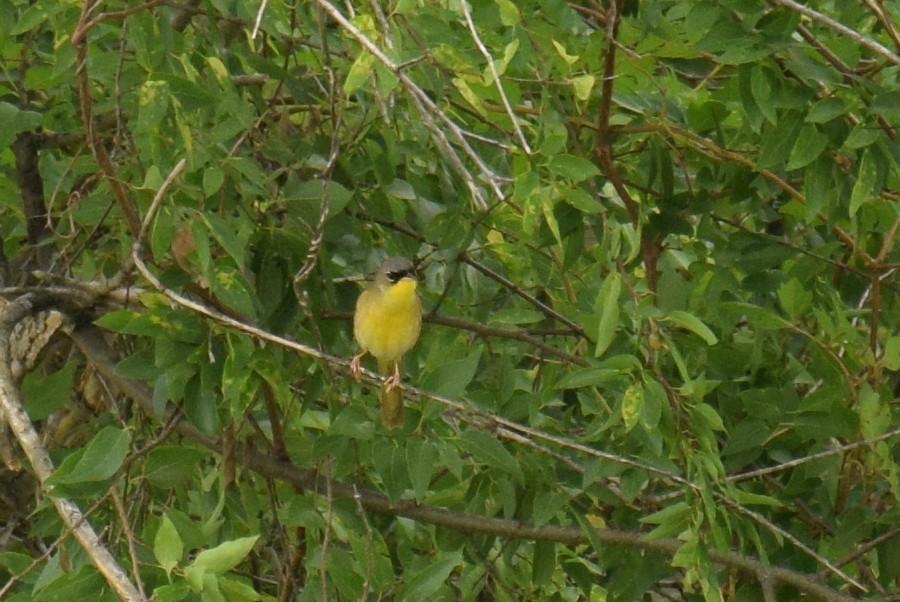 Gray-crowned Yellowthroat - ML159333151