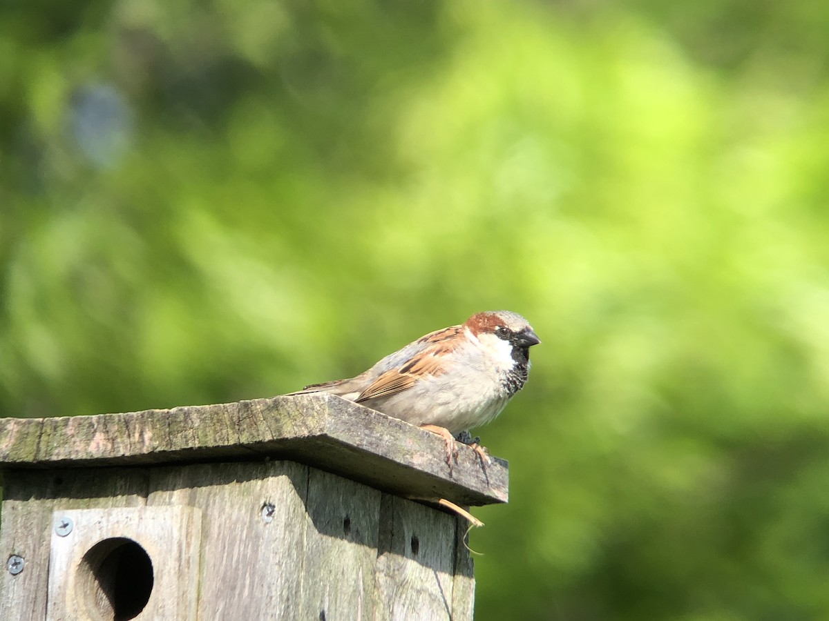 House Sparrow - ML159334491