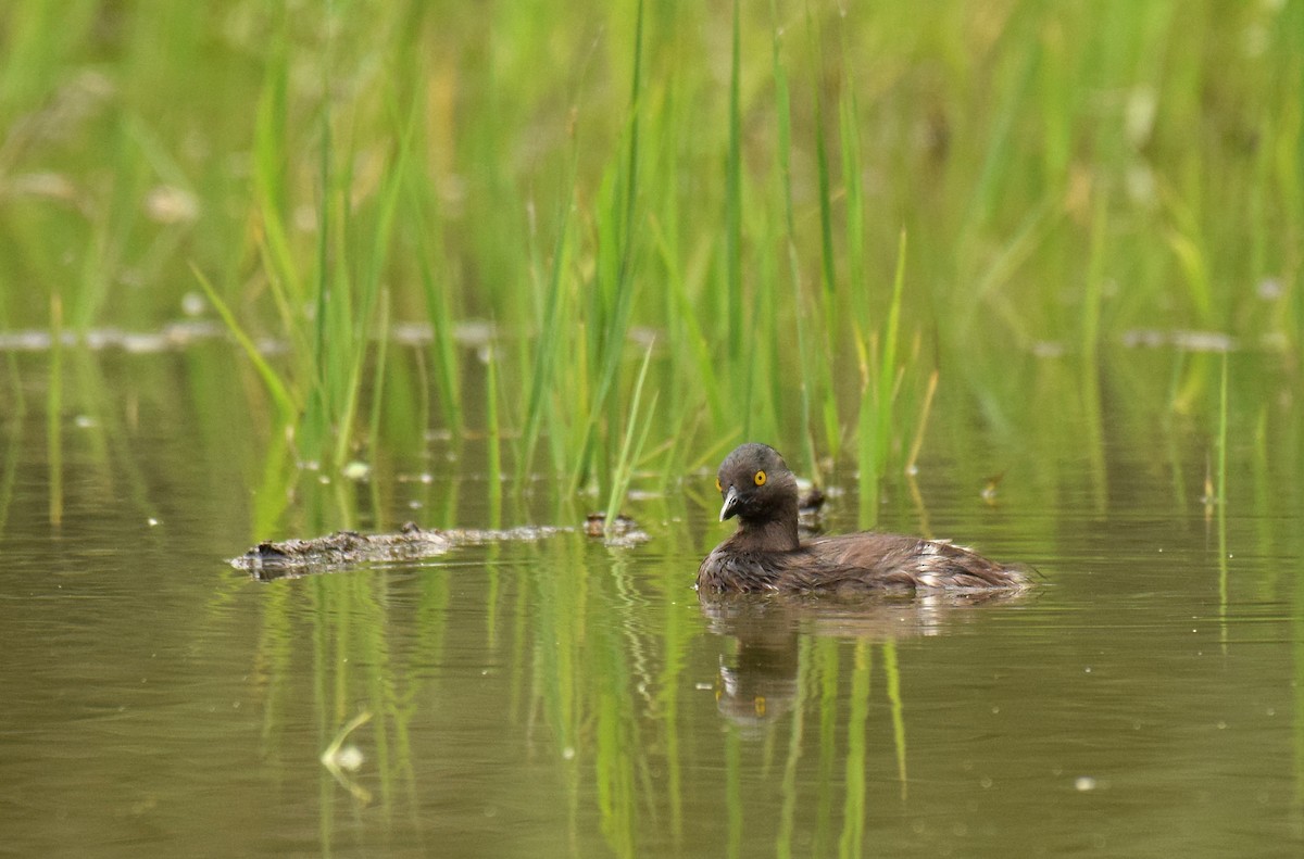 Least Grebe - ML159334751