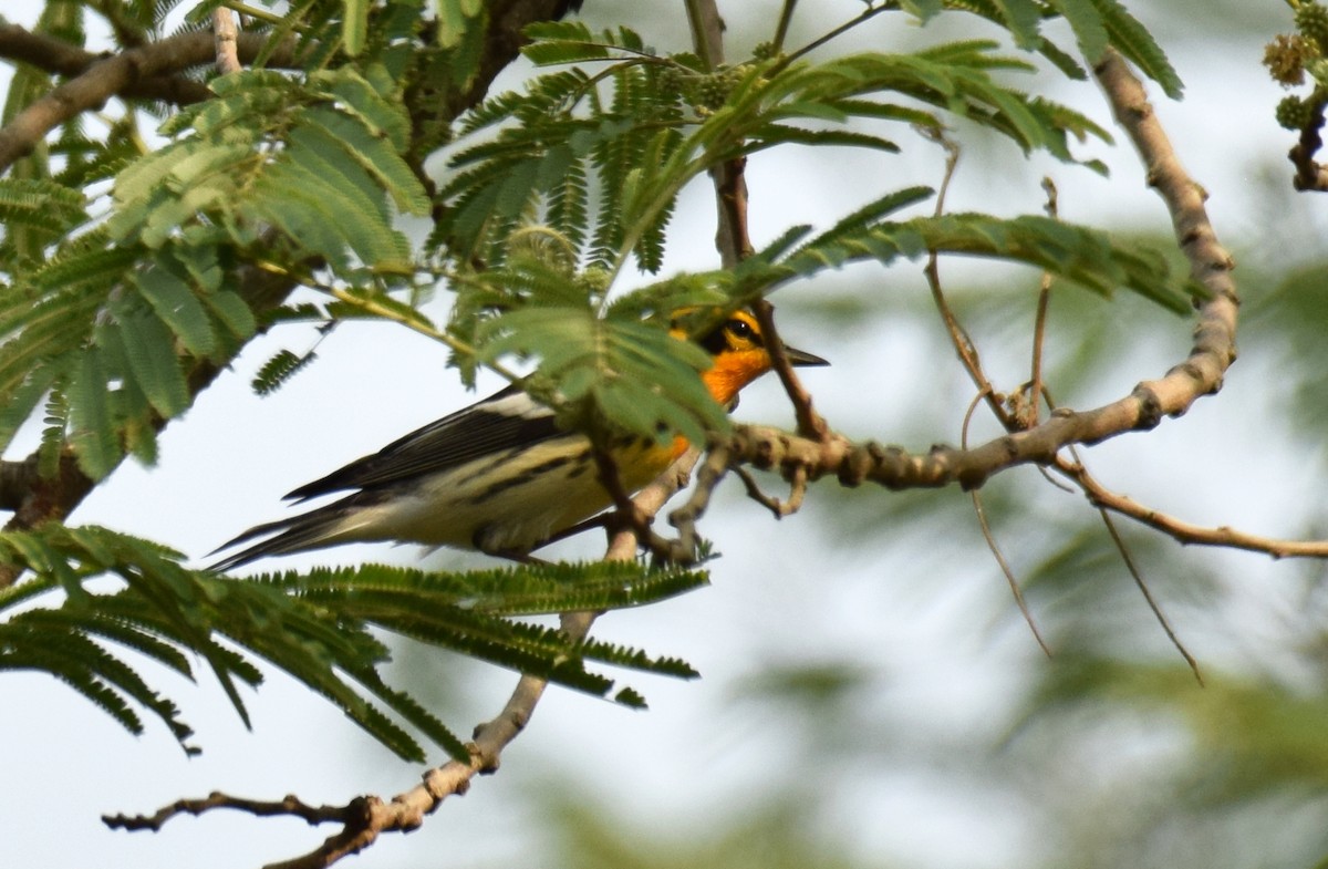 Blackburnian Warbler - ML159336461