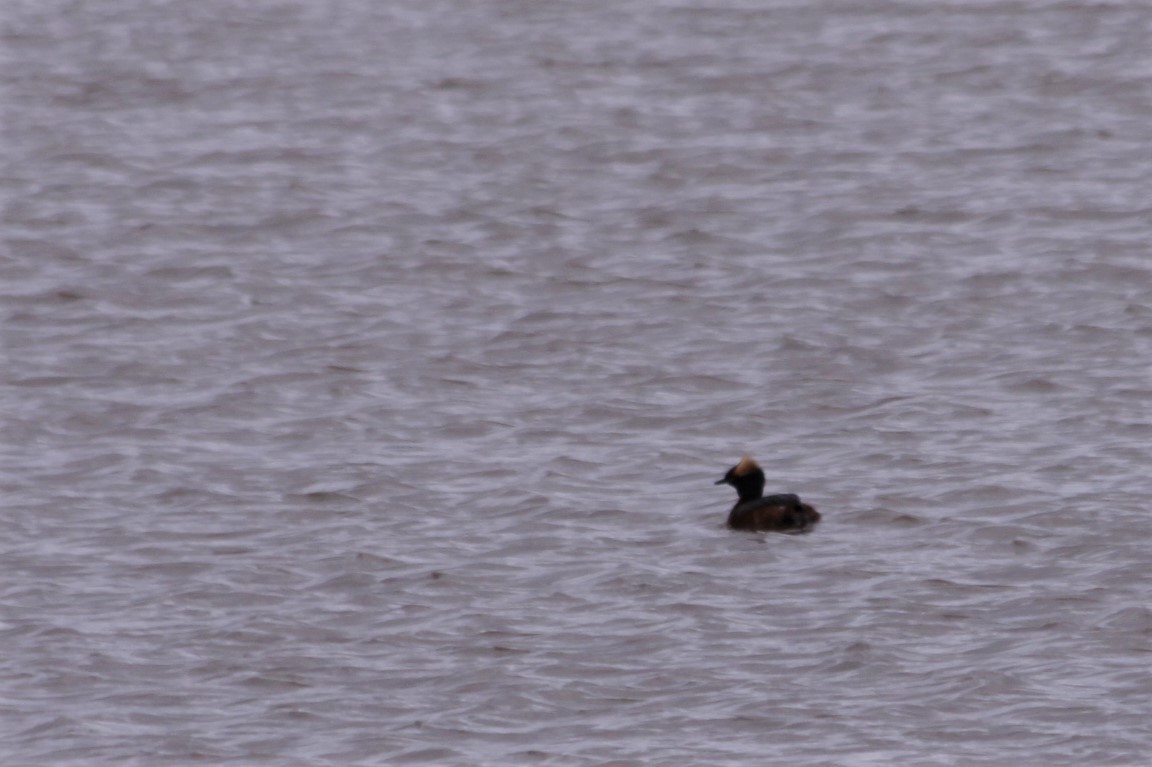 Horned Grebe - ML159337071