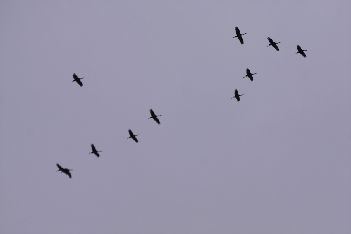 Sandhill Crane - ML159337251