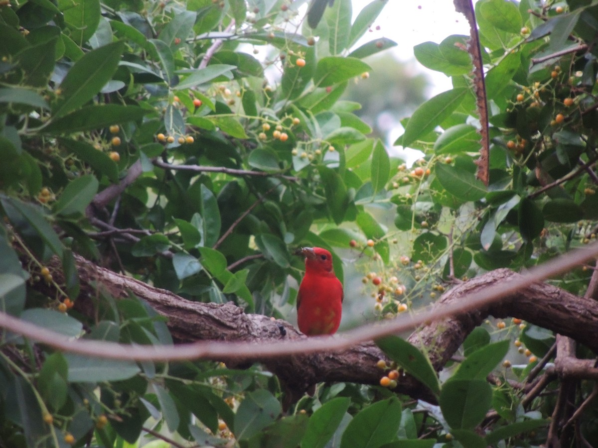 Summer Tanager - Hebert Cruz